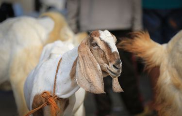 Manfaat "Torpedo Kambing" bagi Pria, Benarkah Bisa Meningkatkan ...