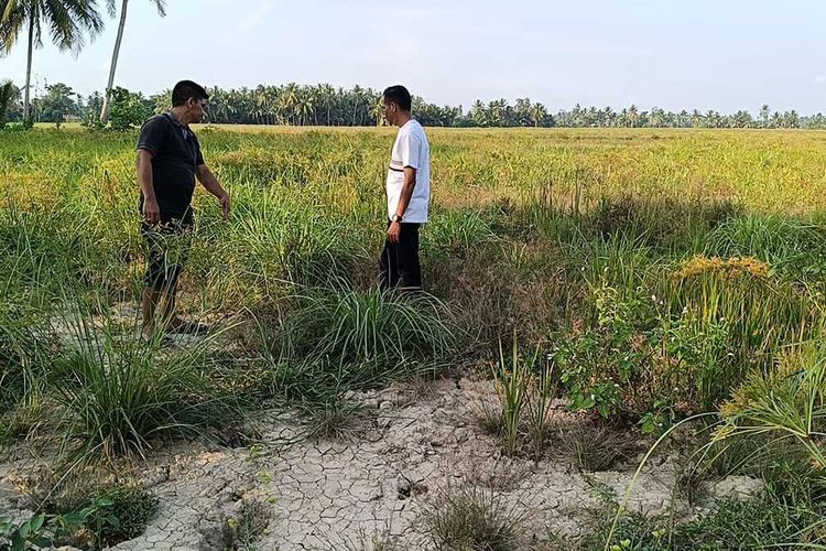 Puluhan Hektare Lahan Sawah Tidak Digarap Petani Aceh Utara, Terkendala Lumpur Banjir dan Irigasi