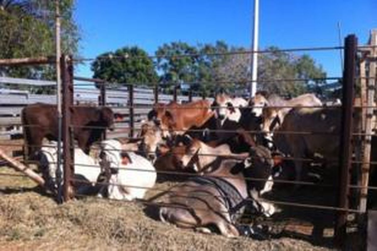 Indonesia akan membeli lahan peternakan sapi seluas satu juta hektar di Australia untuk mengembangkan sapi yang diharapkan bisa memenuhi kebutuhan daging di Indonesia.