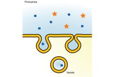 Apa yang Dimaksud dengan Pinositosis?