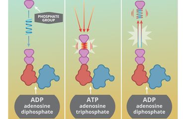Bagaimana ATP Dapat Menghasilkan Energi?