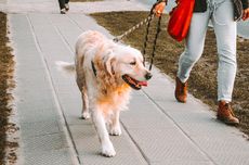 Kenapa Anjing Harus Sering Mengendus saat Diajak Jalan-jalan?