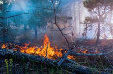 Perubahan Iklim Tingkatkan Kemungkinan Kebakaran Hutan Secara Global