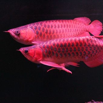 Arwana super red alias silok merah (Scleropages formosus).