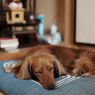 Penyebab Anjing Tidur Berlebihan, Normal atau Tanda Adanya Penyakit?
