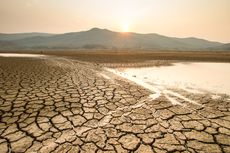 Kementan: 2.269 Hektar Tanaman Padi Terancam Gagal Panen karena El Nino