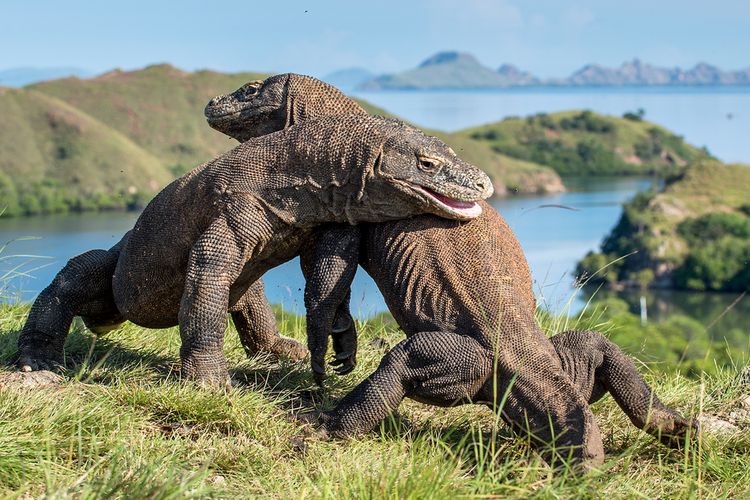 Mengenal Komodo, Karakteristik hingga Perkembangbiakan Halaman all - Kompas.com