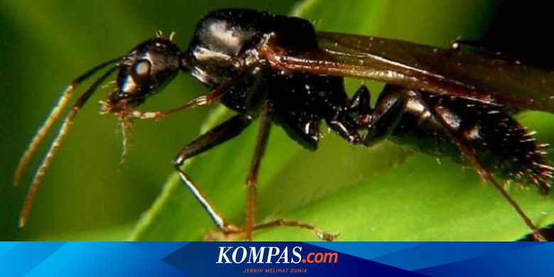 Tidak Kalah Dari Manusia Inilah Tradisi Pemakaman Di Dunia Serangga Halaman All Kompas Com