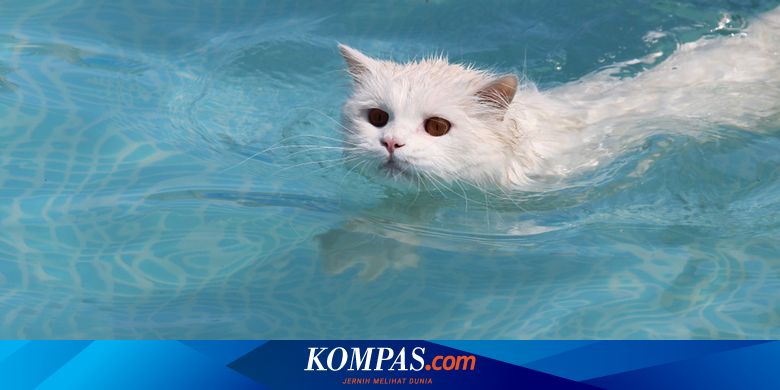 6 Ras Kucing yang Tidak Takut Air dan Bisa Berenang Halaman all - Kompas.com