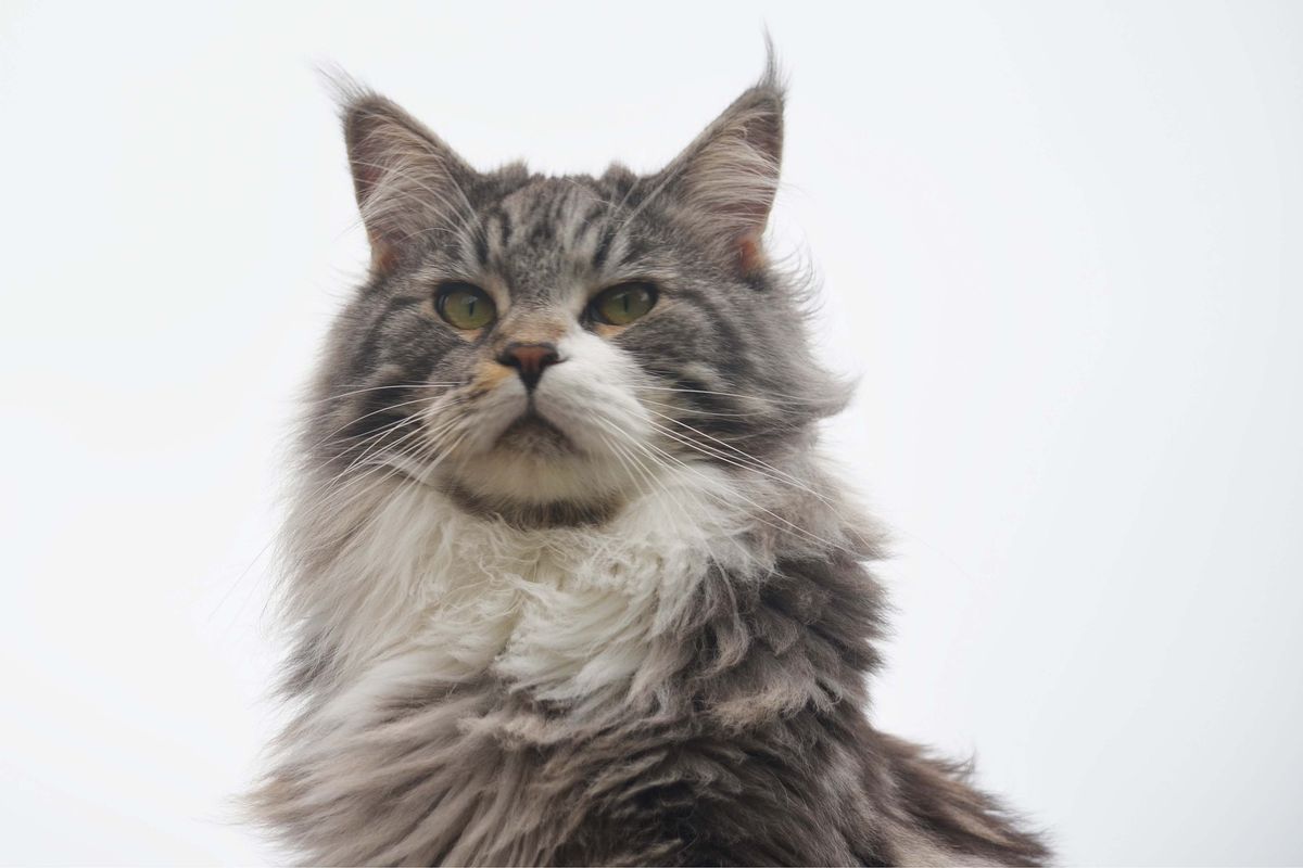 Ilustrasi kucing Maine Coon.