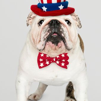 Ilustrasi ras anjing American Bulldog. 