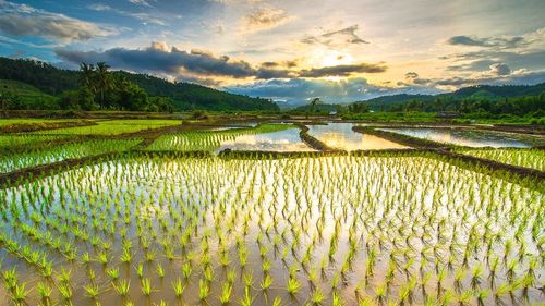 Menyoal "Contract Farming" Solusi Pengganti "Food Estate" ala Anies Baswedan
