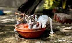 Mengapa Anak Kucing Selalu Merasa Kelaparan? Ini Alasannya
