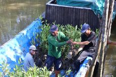 KTH Bakau Lestari Bisa Cuan dari Menanam Mangrove di Jambi