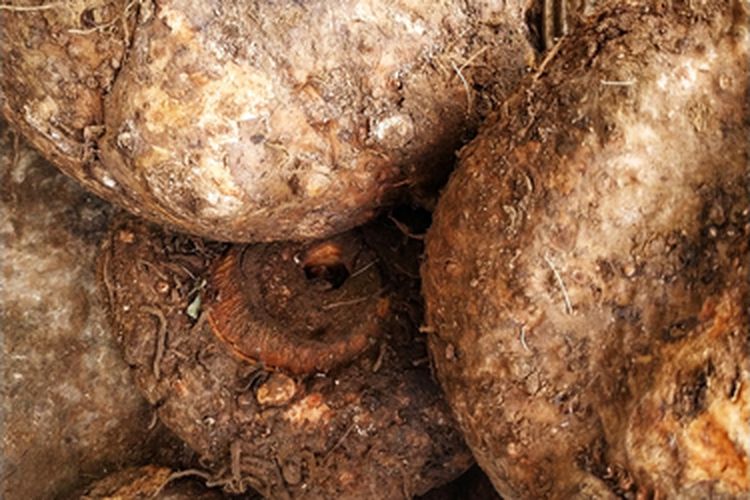 Ilustrasi suweg, budidaya suweg