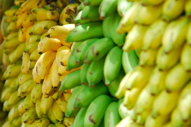 Ilustrasi buah pisang mentah. Meski belum matang, buah pisang mentah memiliki manfaat untuk kesehatan. Contoh manfaatnya adalah untuk mengontrol kadar gula darah.