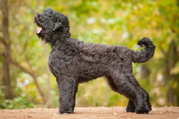 anjing black russian terrier