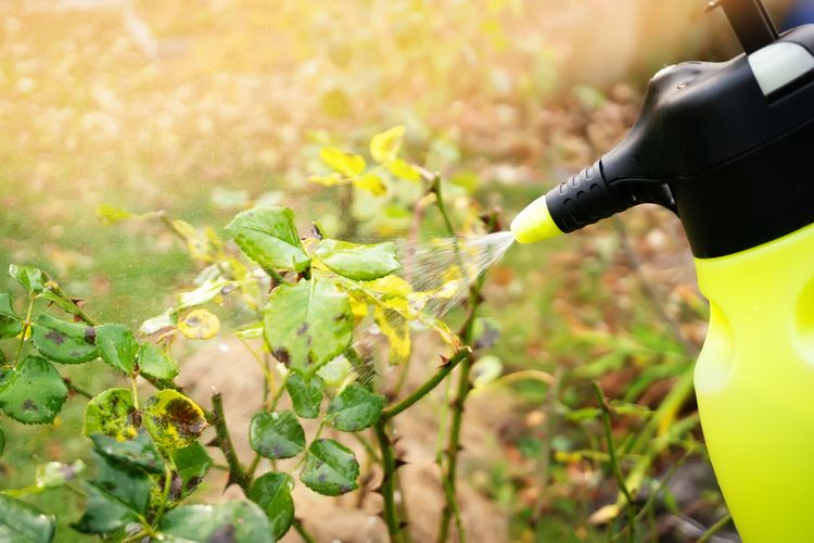 Ilustrasi menyemprotkan fungisida ke tanaman. 