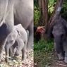 Anak Gajah Liar Terjerat di Way Kambas, Kaki Depan Hampir Putus
