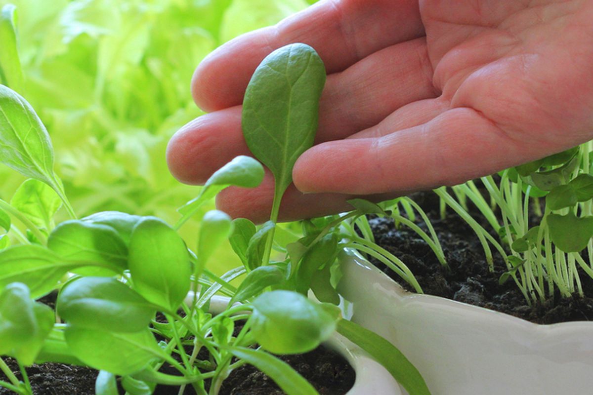 Ilustrasi menanam bayam di pot. 