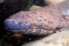 Amfibi Terbesar di Dunia Ditemukan, Salamander Raksasa Hampir 2 Meter
