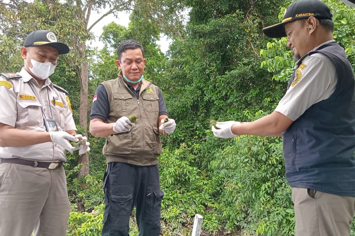 3 Penumpang Kapal dari Kotim ke Semarang Kedapatan Bawa 5 Ekor Burung Dilindungi