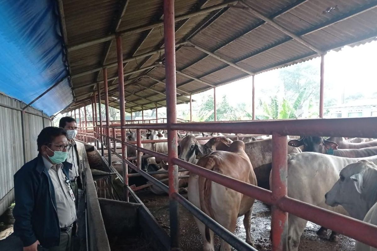 Kementan pastikan pasokan daging sapi untuk Ramadhan aman 