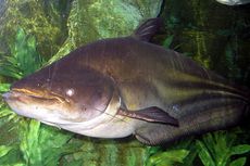 Ikan Tapah, Ikan Air Tawar Raksasa yang Hidup di Sungai Indonesia
