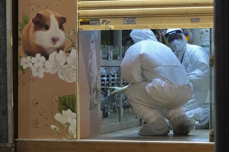 Anggota staf dari Departemen Pertanian, Perikanan dan Konservasi Hong Kong menyelidiki di toko hewan peliharaan yang tutup setelah beberapa hamster peliharaan  dinyatakan positif terkena virus corona, di Hong Kong, Selasa (18/1/2022). Pihak berwenang Hong Kong mengatakan Selasa bahwa mereka akan memusnahkan beberapa 2.000 hamster setelah beberapa hewan pengerat dinyatakan positif varian delta di toko hewan peliharaan tempat karyawan yang terinfeksi bekerja. 
