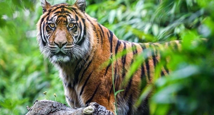 Dinyatakan Punah, Apakah Ada Kemungkinan Harimau Jawa Masih Hidup?