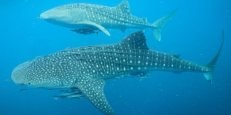 Populasi Hiu Paus Kian Terancam, Dibutuhkan Rencana Aksi Nasional Baru