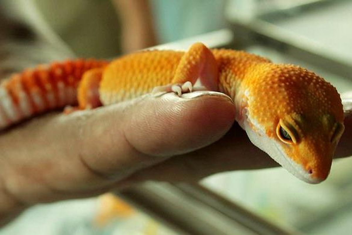 Leopard Gecko, jenis tokek asal India, Rabu (20/3/2013) dipamerkan dalam pameran reptil di Mall Olympic Garden Kota Malang Jawa Timur, 21-23 Maret 2013. Tokek unik dengan warna warni cerah tersebut saat ini menjadi kegemaran para penghobi reptil. Harga jenis tokek India ini antara Rp 150.000-Rp 5 juta per ekor.

