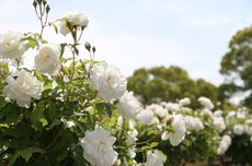 4 Bunga Putih Cantik yang Dapat Menambah Warna di Taman