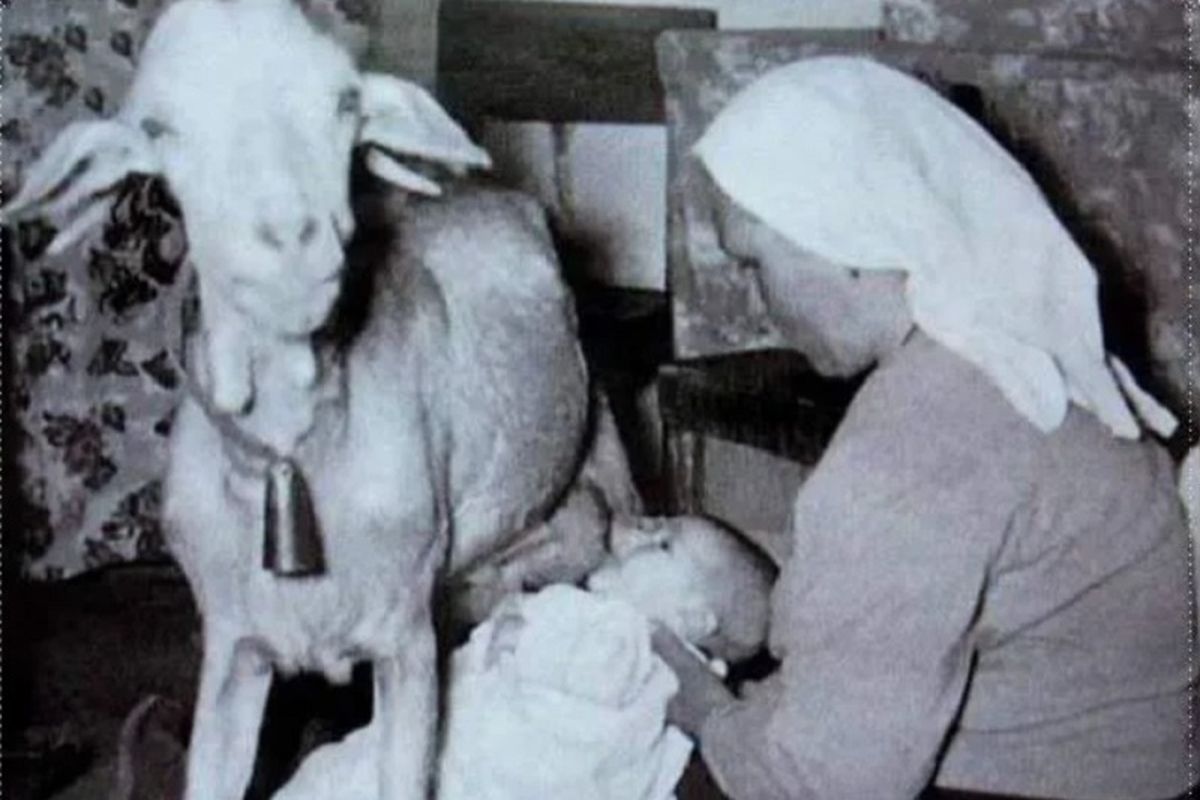 Foto Bayi Menyusu Langsung dari Kambing Populer di Internet, Bagaimana  Faktanya? Halaman all - Kompas.com