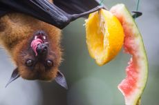 Apakah Virus Nipah yang Muncul di India Berbahaya?