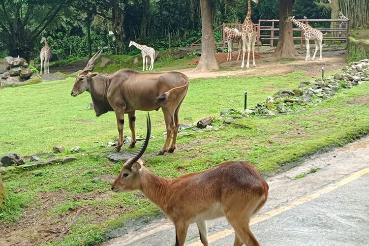 Siapa Pemilik Taman Safari? Ini Sosok di Baliknya
