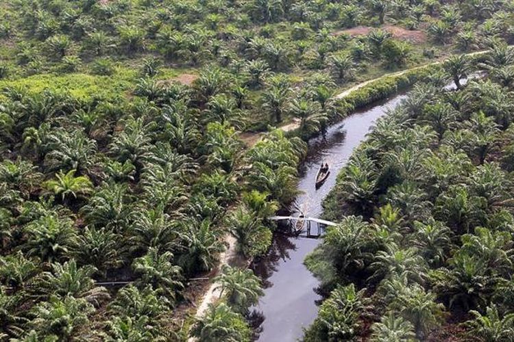 Hutan Kawasan penyangga cagar biosfer eks HPH PT Multi Eka Jaya seluas 118.000 hektar nyaris habis dirambah. Hutan itu kini sudah menjadi kebun kelapa sawit.