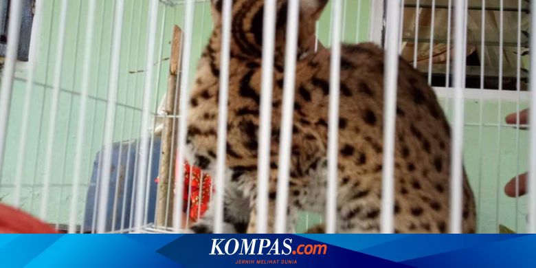 Kucing Hutan Langka Masuk ke Kamar Tidur Warga di Agam