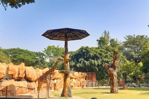 Kebun Binatang Surabaya: Harga Tiket, Jam Buka, dan Daya Tarik 