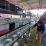 Festival Ikan Hias Salatiga, Harga Gupi Juara Kontes Tembus Rp 1 Juta