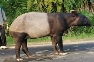 BKSDA Ungkap Dugaan Tapir Muncul di Jalinsum Mesuji: Lepas dari Induk atau Habitat Kian Terdesak