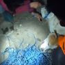 Petugas Kesulitan Evakuasi 9 Anjing dari Rumah Pria yang Meninggal di Surabaya