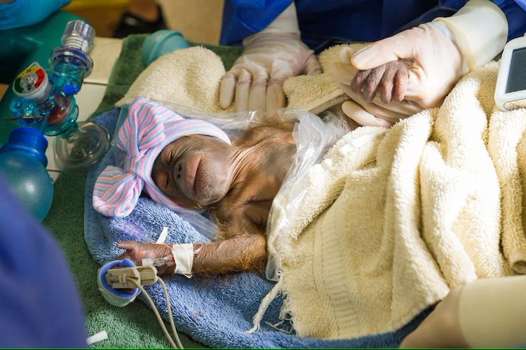 Ibu bayi orangutan ini, Luna, sedang dalam masa pemulihan setelah operasi dan akan bertemu kembali dengan bayinya setelah kondisinya stabil.