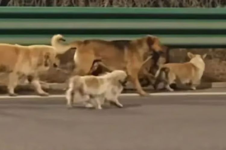 Kisah Viral 7 Anjing Kompak Kabur dari Penculik, Saling Bantu Sesama