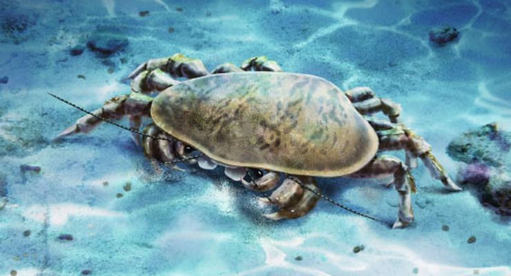 Fosil Krustasea Purba Ini Punya Rahang Super Kuat, Hidup 251 Juta Tahun Lalu