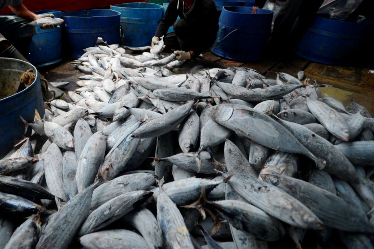 Bongkar Hasil Tangkapan - Pekerja membongkar ikan cakalang hasil tangkapan sebuah kapal penangkap ikan samudera di Pelabuhan Perikanan Samudera Nizam Zachman, Muara Baru, Jakarta.