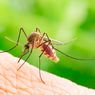 7 Cara Mengusir Nyamuk di Dapur, Pakai Sabun hingga Tanaman