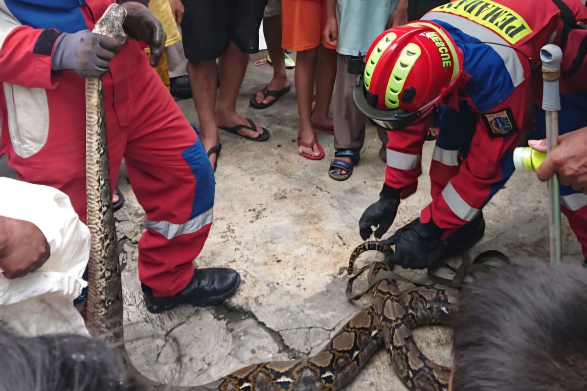 Pemadam kebakaran (damkar) berhasil menangkap seekor ular sanca dengan panjang tiga meter di Jalan H. Taiman Timur, Pasar Rebo, Jakarta Timur, Minggu (21/4/2024).