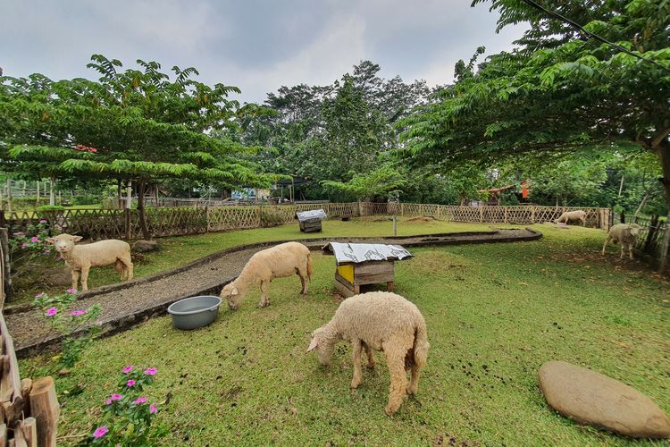 Area animal feeding di La Ranch Glamping Adventure, Pekalongan, Jawa Tengah. 