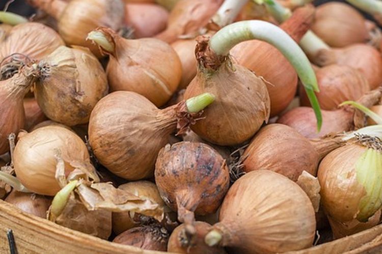 Ilustrasi bawang bombay